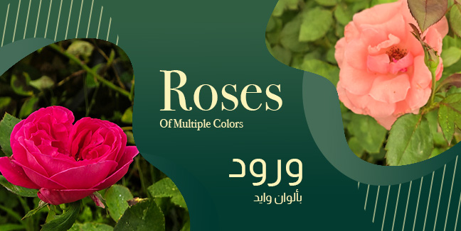 offer product