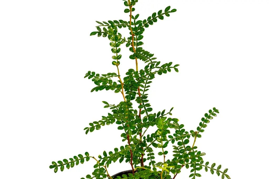 سنتلوبيا 1.webp