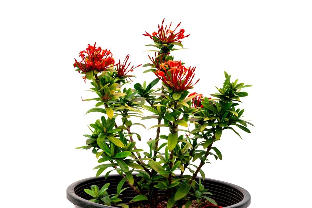 اكسورا حمراء 25سم