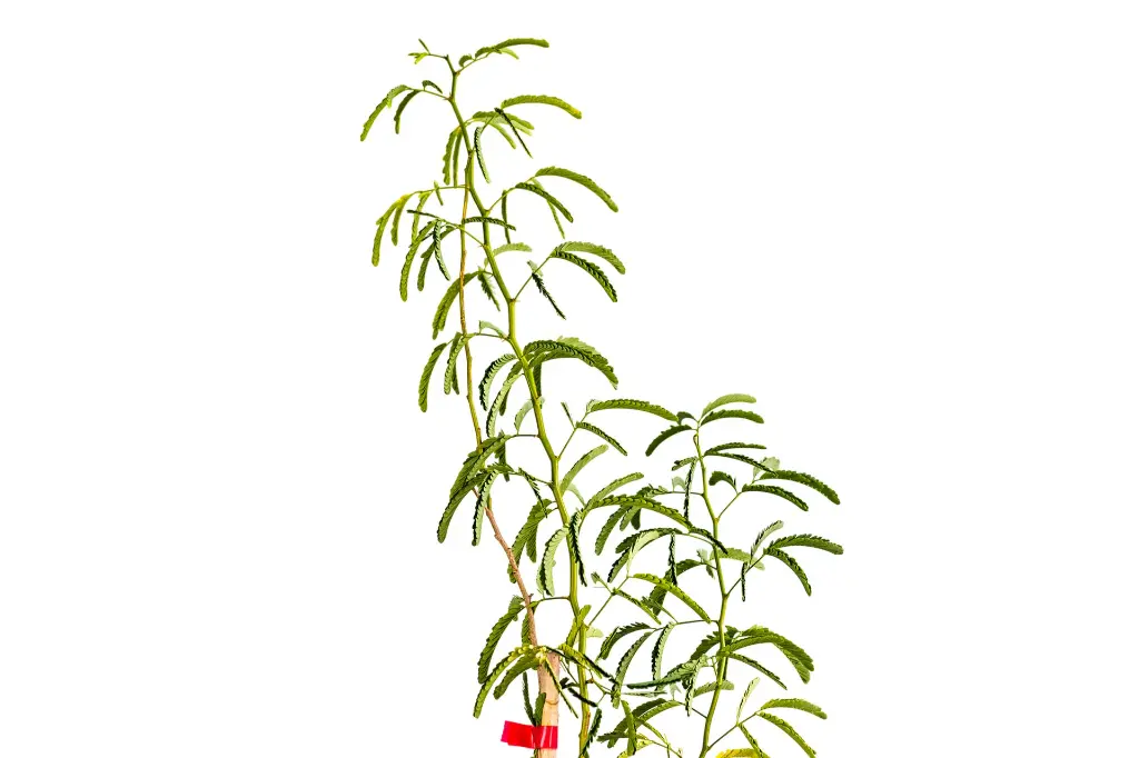 اكاسيا اربيكا 2.webp