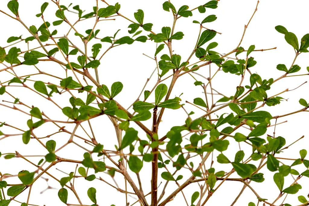 ترمناليا منتالي - 2.webp