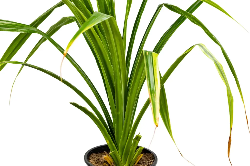 بندانوس 2.webp