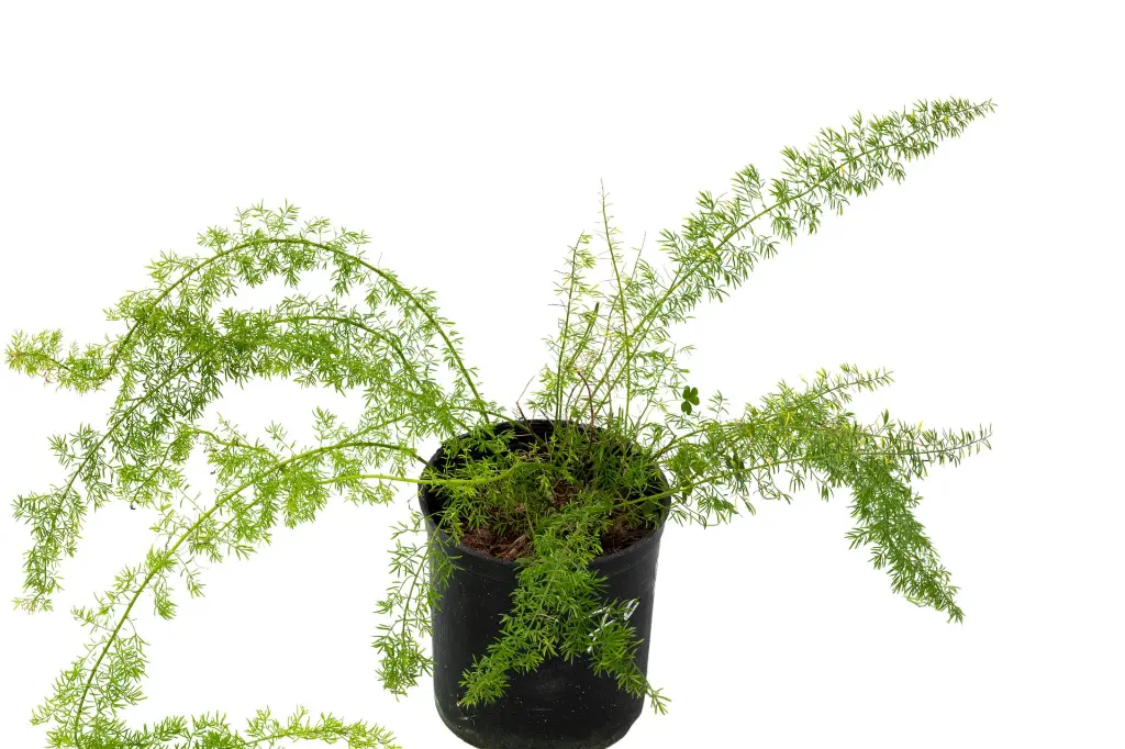 اسبارجس 14سم (1).webp