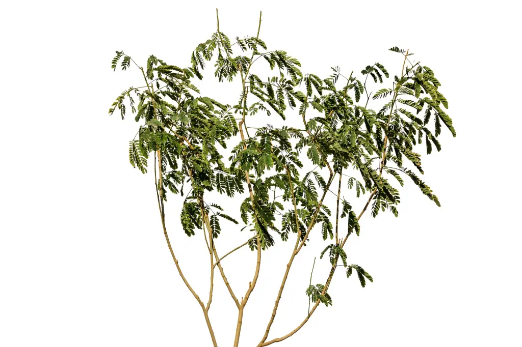 برهام (Albizia Lebbeck)1.webp