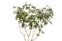 برهام (Albizia Lebbeck)1.webp