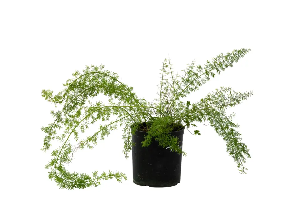 Asparagus setaceus 14cm 