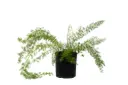 Asparagus setaceus 14cm 
