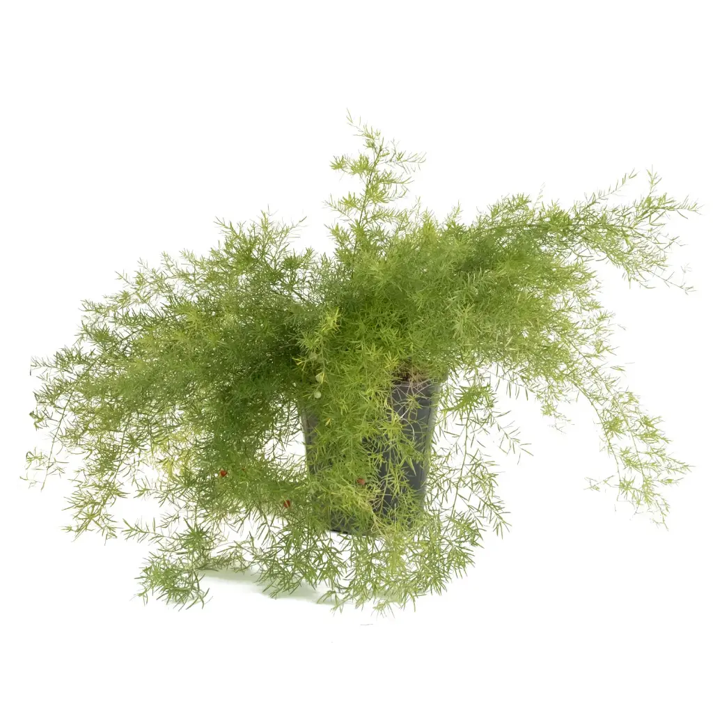 اسبارجس 25سم