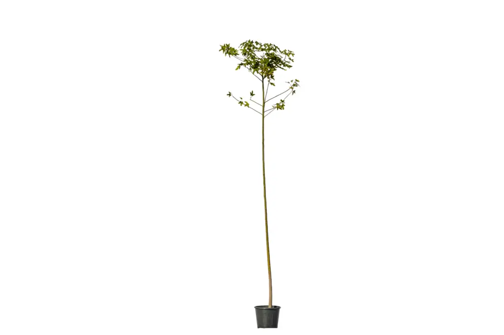Brachychiton acerifolius 25cm