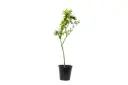 Chinese Citrus reticulata 25cm