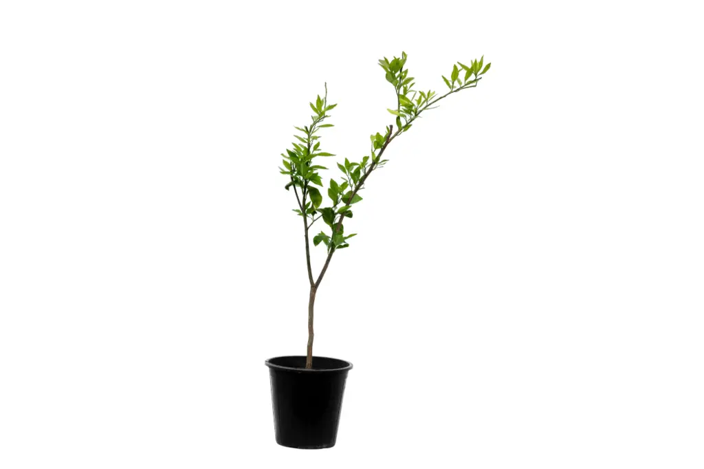 citrus reticulata morkite 25cm 