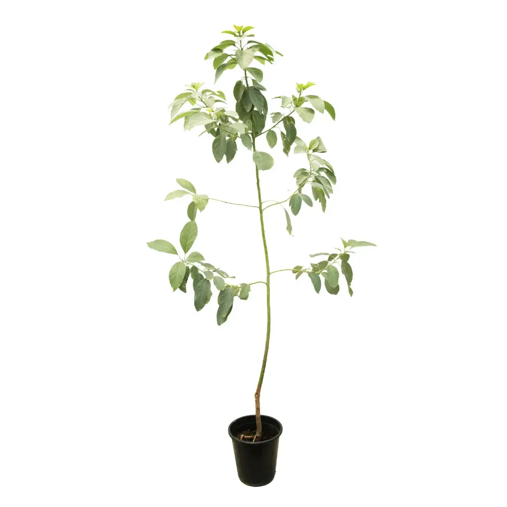 citrus reticulata morkite 35cm 