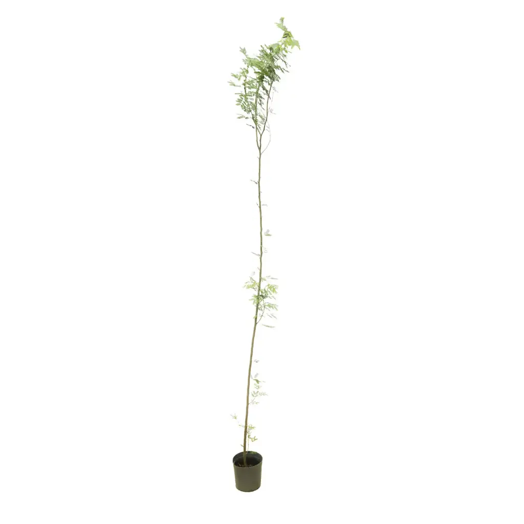 cassia arabica 14cm 