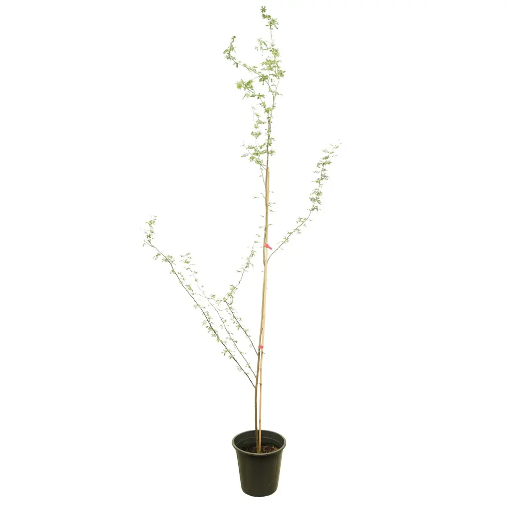cassia arabica 25cm 