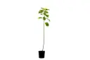 cassia glauca 14cm