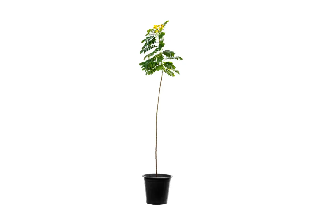 cassia glauca25cm