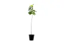 cassia glauca25cm