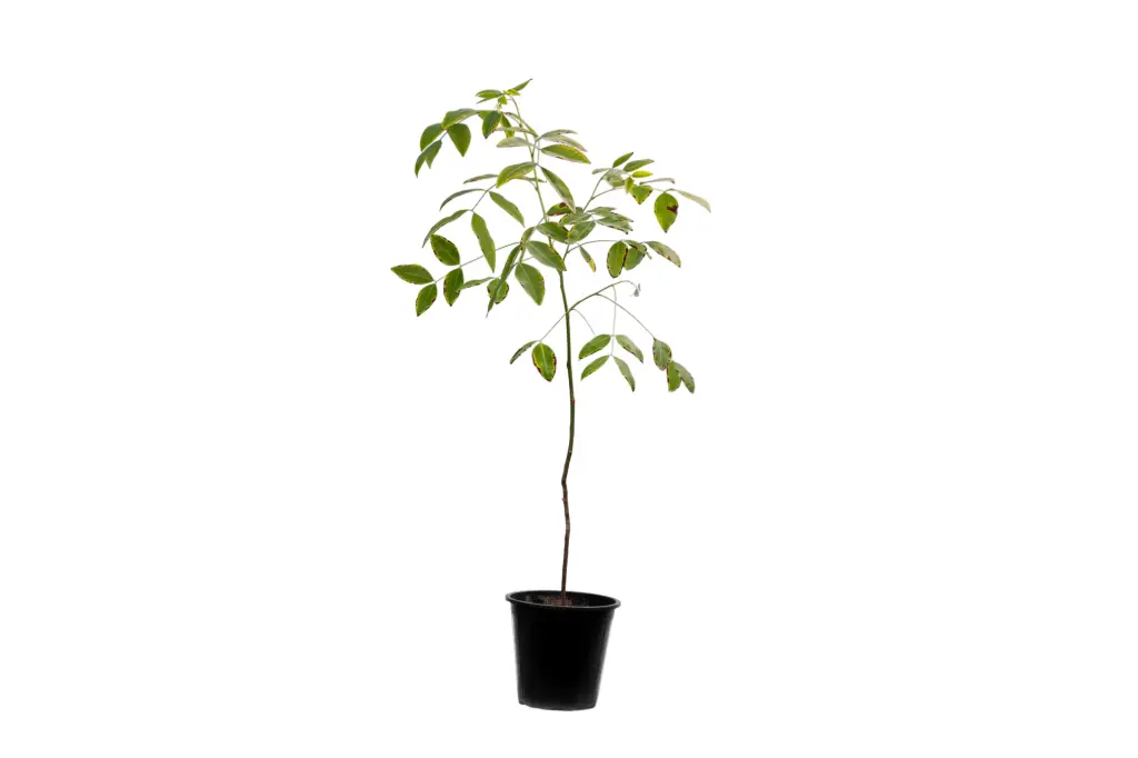 cassia fistula 25cm 