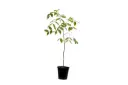 cassia fistula 25cm 