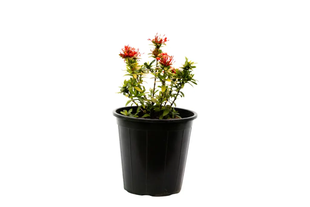 ixora 25cm 
