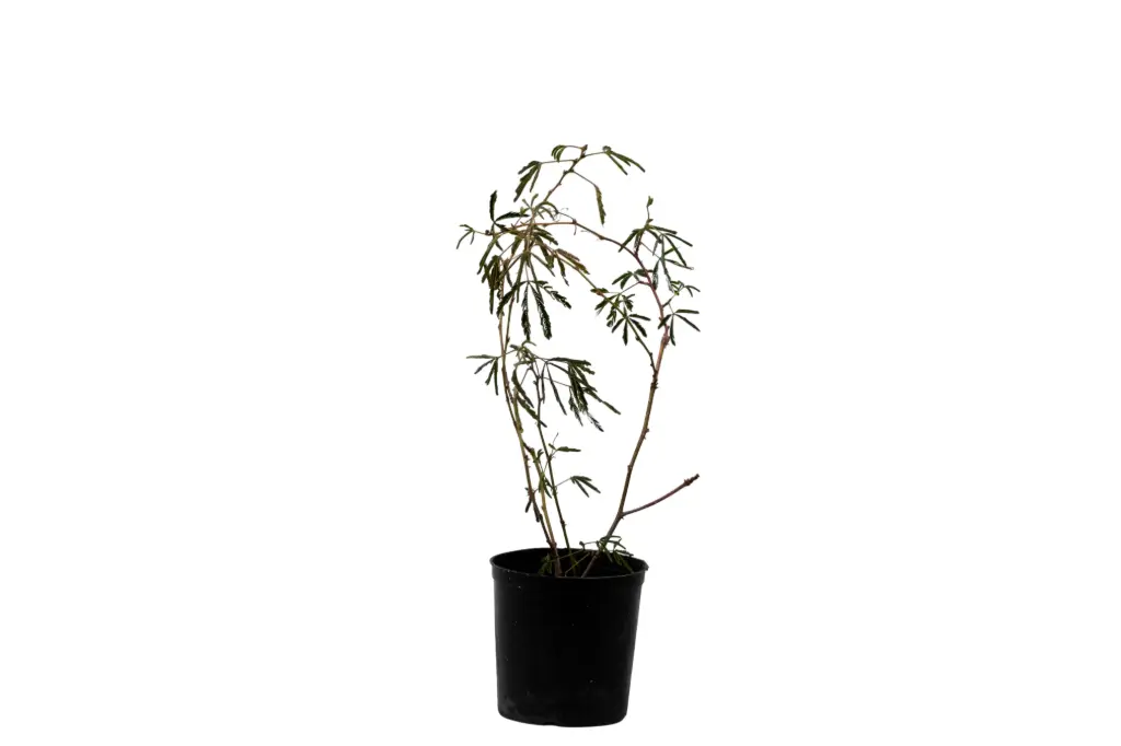 Mimosa 14cm 