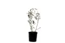 Mimosa 14cm 