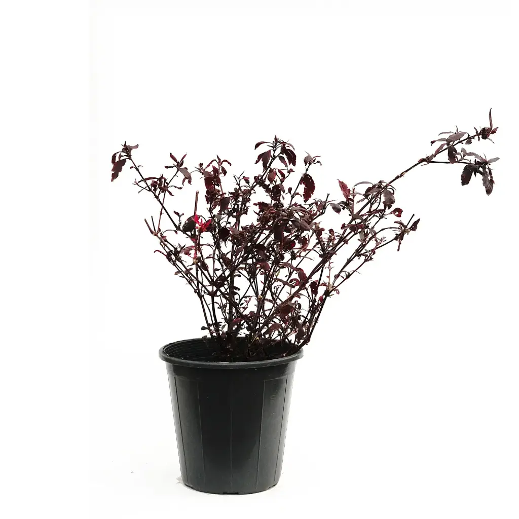Alternanthera 25cm 