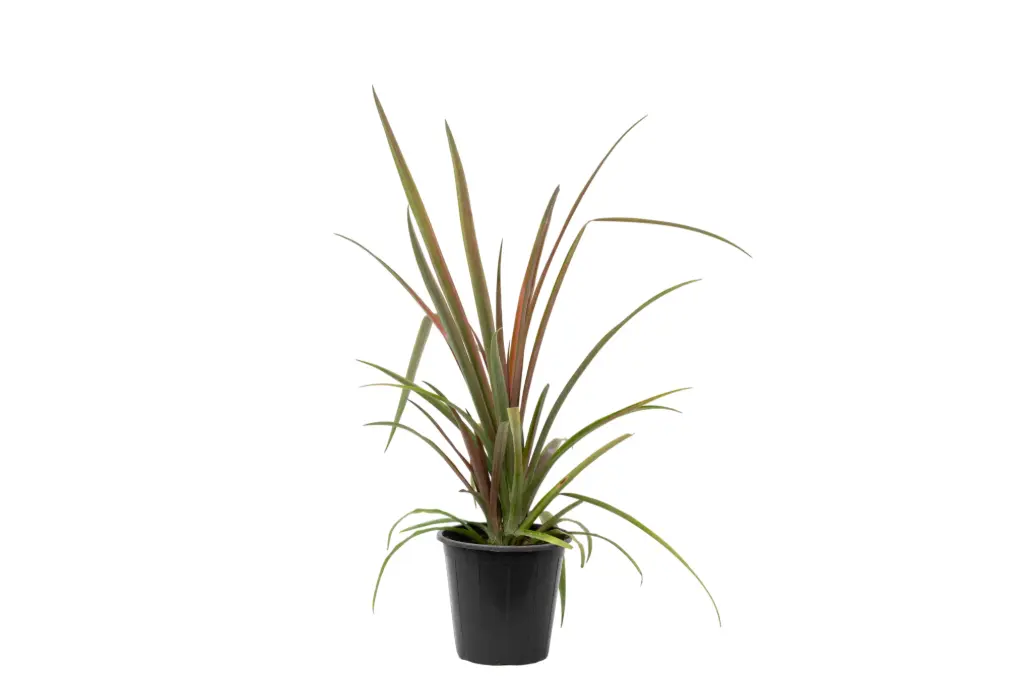 ananas red 25cm 