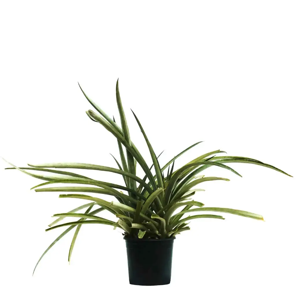 ananas green 25cm 