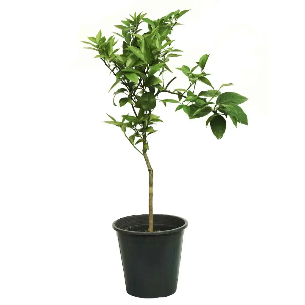 Citrus sinensis 25cm 