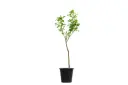 Citrus Aurantium 25cm 
