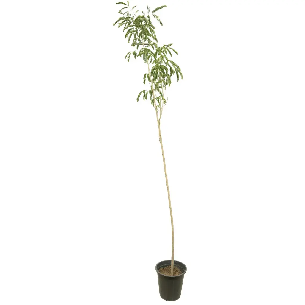 albizia lebbeck 25cm 