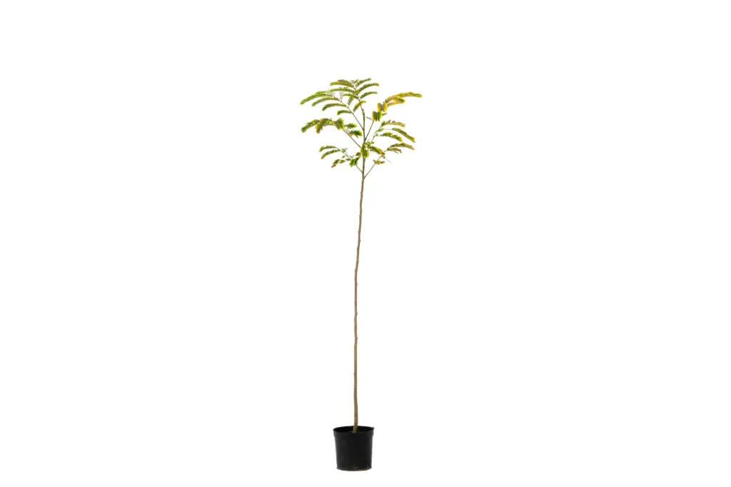 calliandra 14cm 