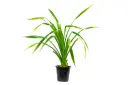 Pandanus 25cm 