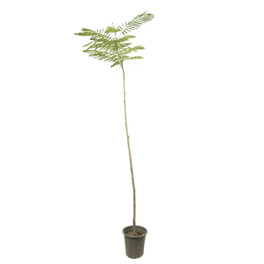 Delonix regia 25cm