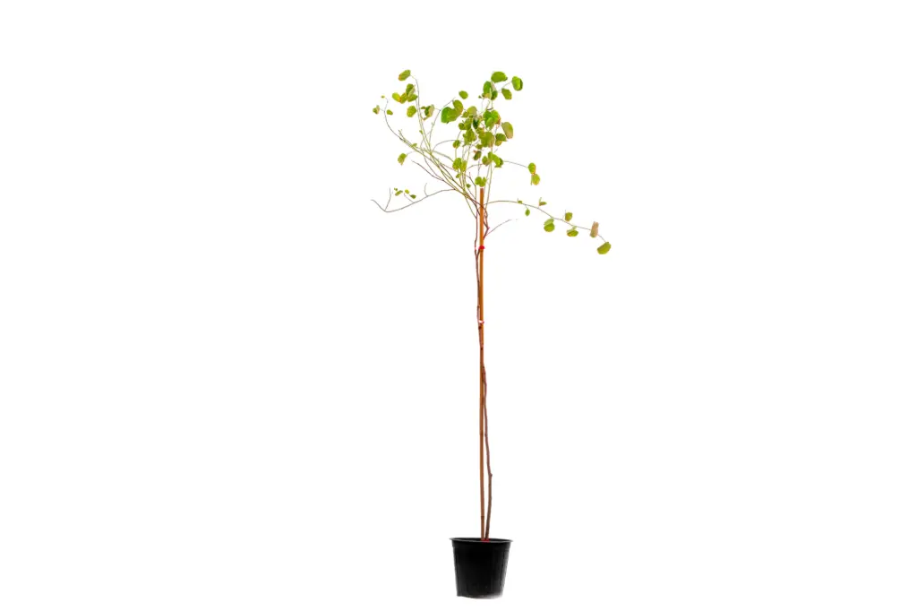 bauhinia 25cm 