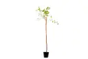 bauhinia 25cm 