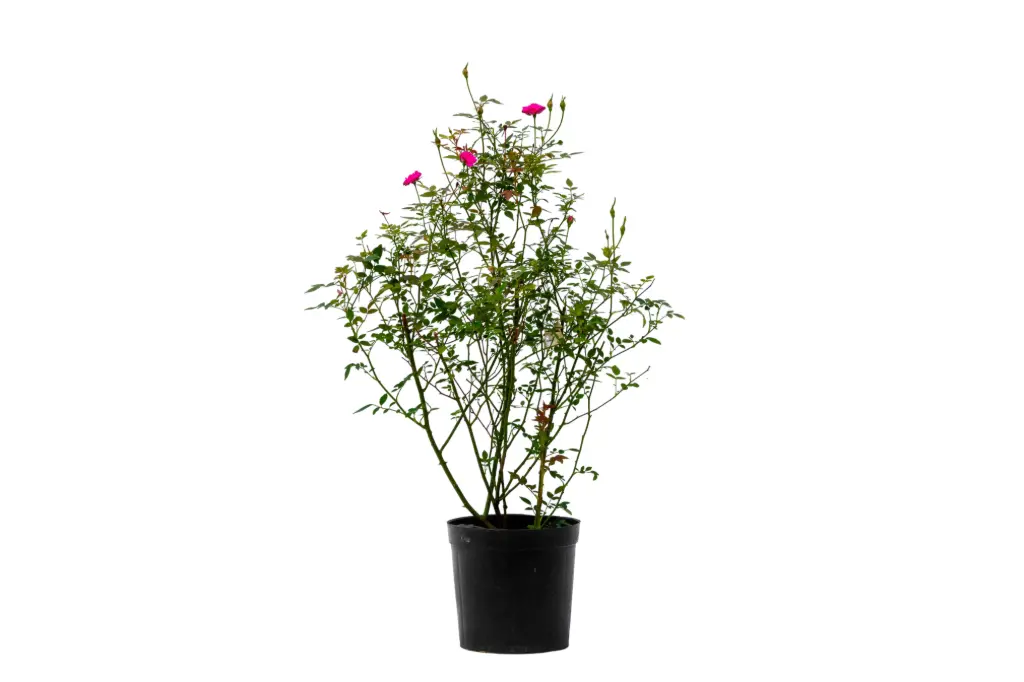 babe roses 14cm 