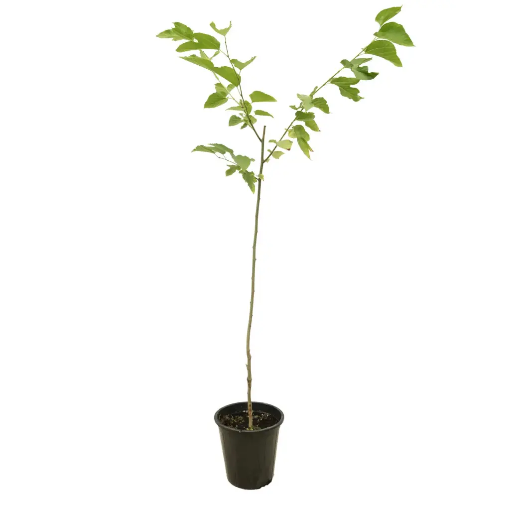 morus macroura / white and grafted 