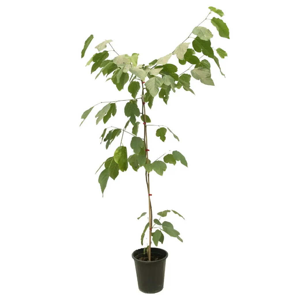 morus macroura / white not grafted 