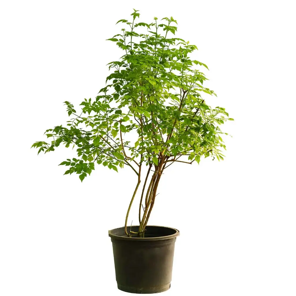 تيكوماريا 35سم