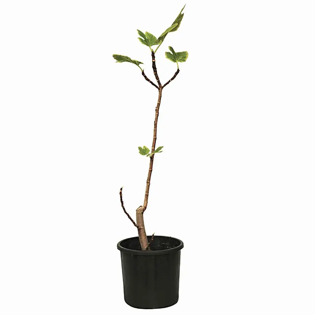 fig zafiro 25cm 