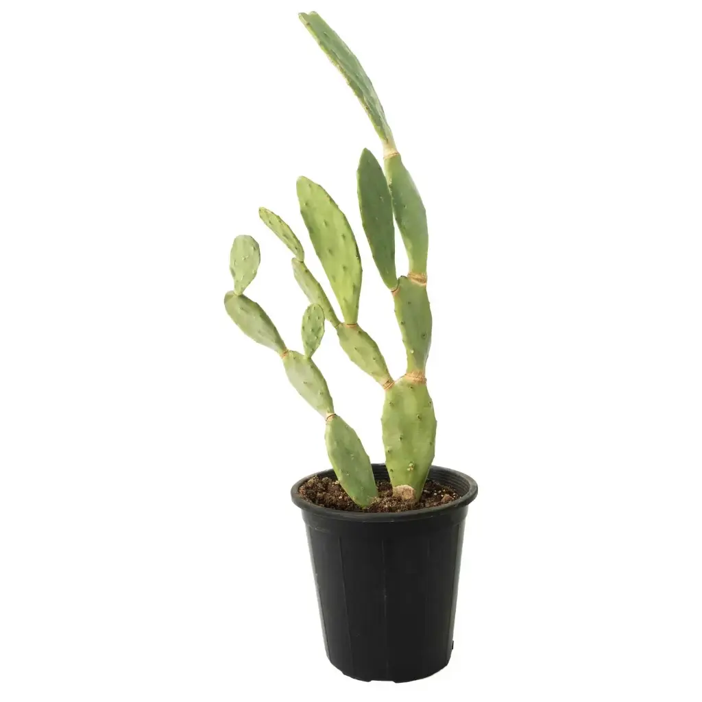 Barbary fig 25cm 