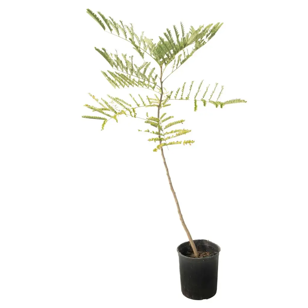 جاكرندا 14سم