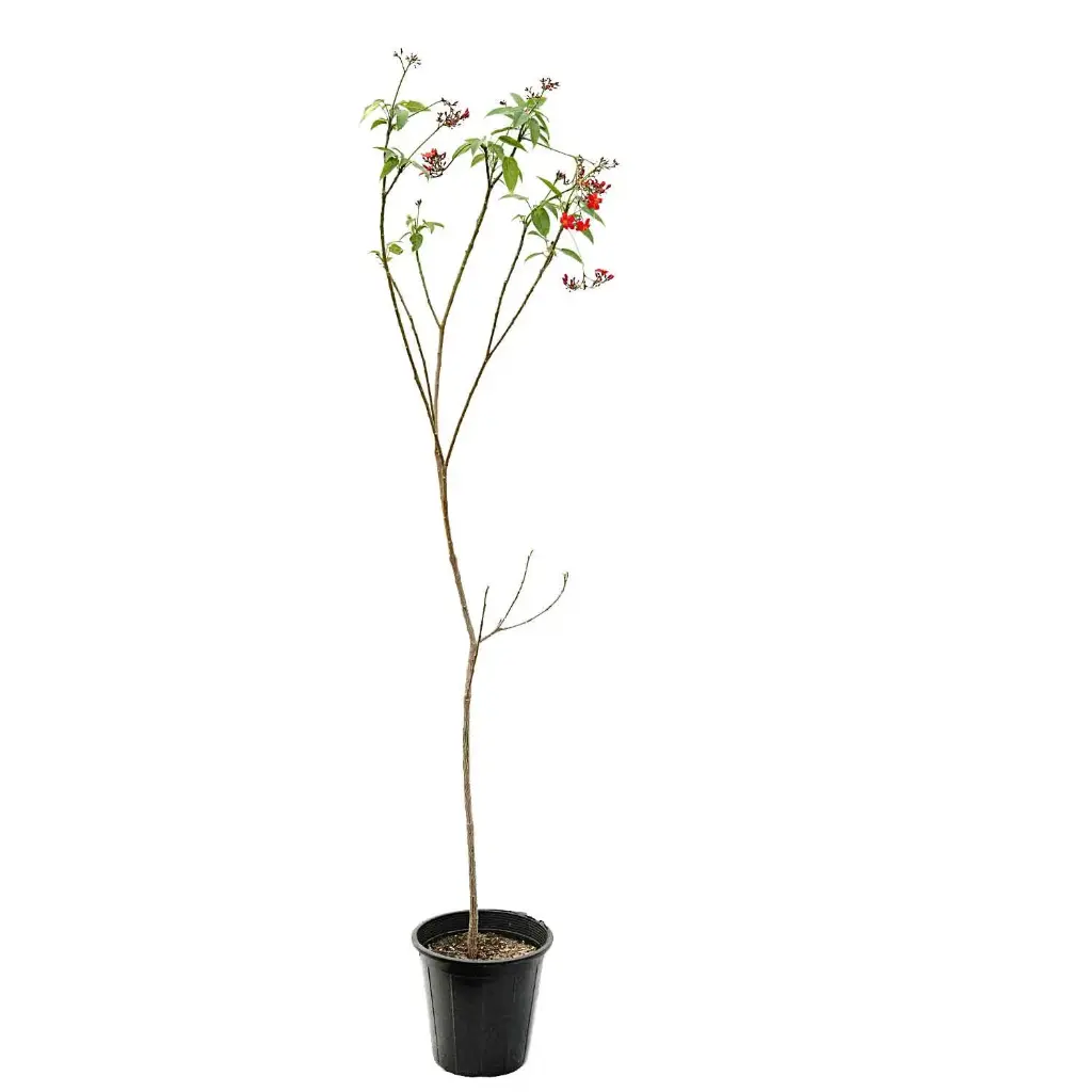 jatropha 25cm 