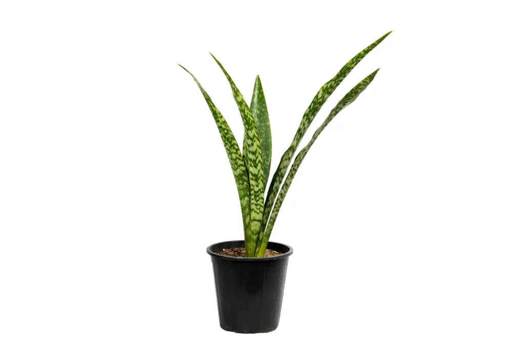 sansevieria 25cm 