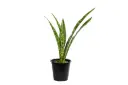 sansevieria 25cm 