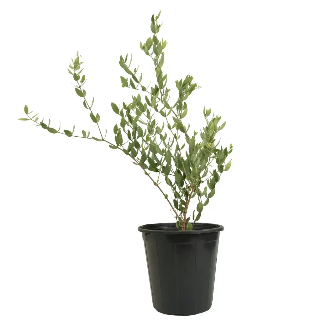Jojoba 25 cm