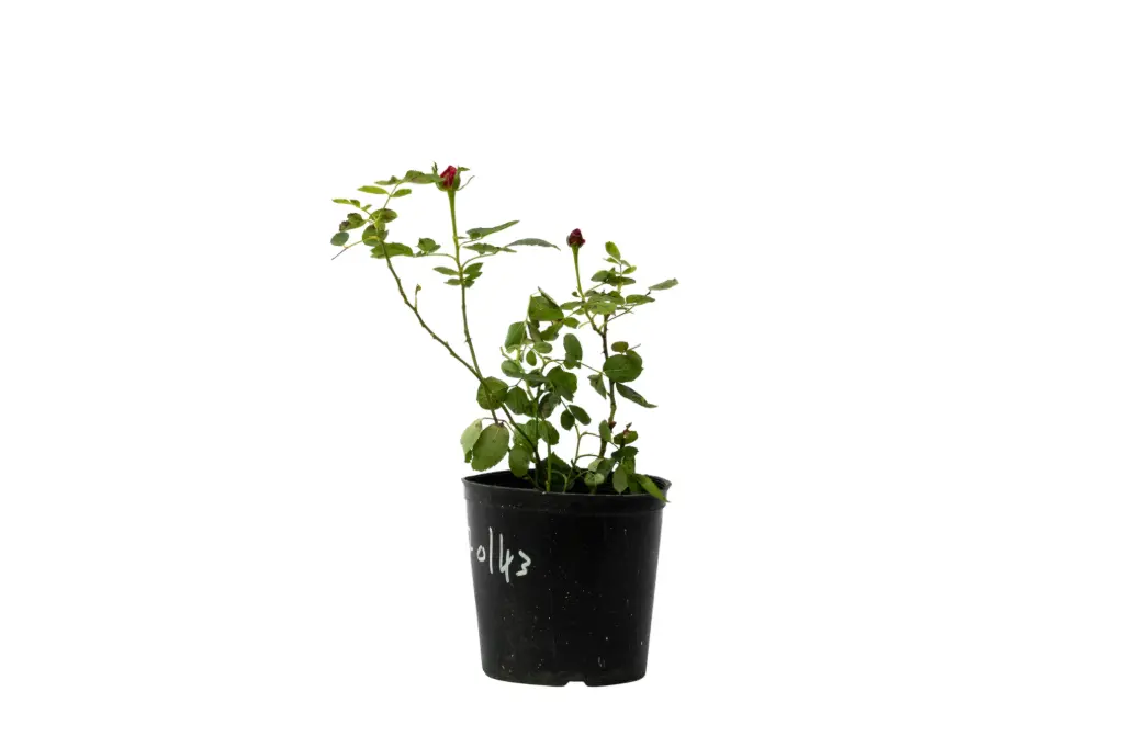rose 14cm 