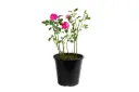 جوري محمدي (ريحه عطريه)